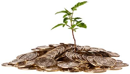 Lille spirende træ i møntbunke